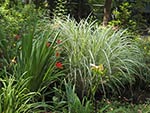 mixed perennials and grasses